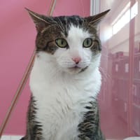 LOTTE PAB28490, chat à adopter