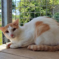 CHAVROUX QCT, chat à adopter