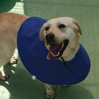 Doug, chien à adopter