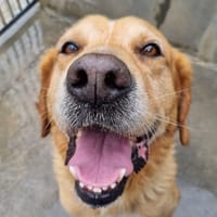 Biniou, chien à adopter