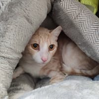 OSSAU QCT, chat à adopter