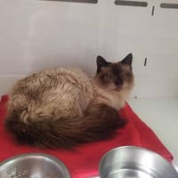 AZUR, chat à adopter