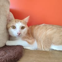 CABECOU QCT, chat à adopter