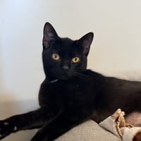 GRACE, chatte à adopter