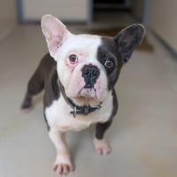MAO, chien à adopter