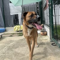 Osky, chien à adopter