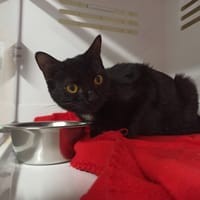 Celina, chatte à adopter
