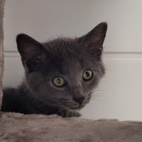 BERLIOZ, chat à adopter