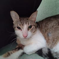 MUNSTER QCT, chat à adopter