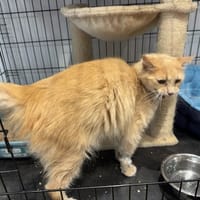 POKER, chat à adopter