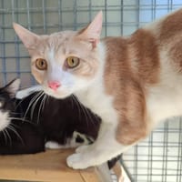 KIRI QCT, chat à adopter