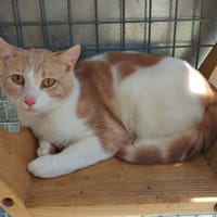 KIRI QCT, chat à adopter
