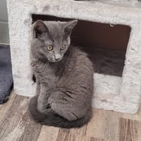 BANDIT, chat à adopter