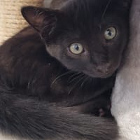 BOSTON, chat à adopter