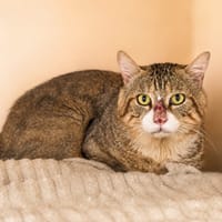 Barbouille, chatte à adopter
