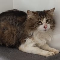 SHAUN, chat à adopter