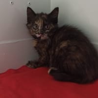 CARLY, chatte à adopter