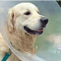 ROCKY PAA24258, chien à adopter