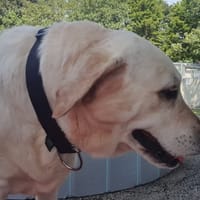 Douguette, chienne à adopter