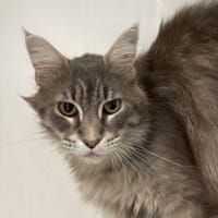 SYBELLE, chatte à adopter