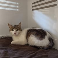 NEIL, chat à adopter