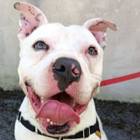 CHURROS, chien à adopter