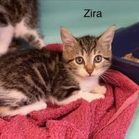 Zira, chatte à adopter
