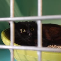 CROQUETTE   "En cours d'adoption", chatte à adopter