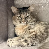ELONA, chatte à adopter