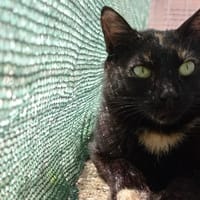 STERENN, chatte à adopter