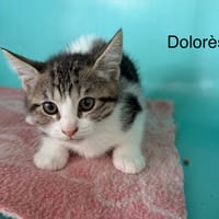Dolores, chatte à adopter
