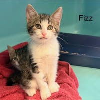 Fizz, chatte à adopter