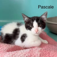 Pascale, chatte à adopter