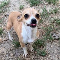 SHUKA (En cours d'adoption), chienne à adopter