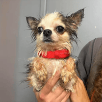 saphir, chien à adopter