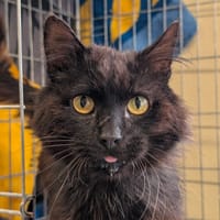 Gropec, chat à adopter