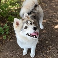 HARU, chienne à adopter