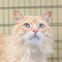 Debonk, chat à adopter