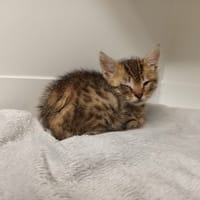MURPHY, chat à adopter
