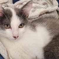 BAMBINO, chat à adopter