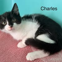 CHARLES, chat à adopter