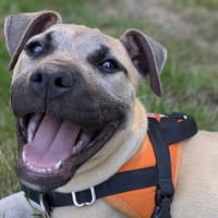 KODA, chien à adopter