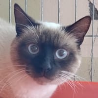 Yookie, chat à adopter