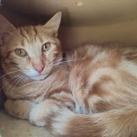 IRATY QCT, chat à adopter