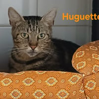 HUGUETTE, chatte à adopter