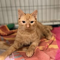 C-3PO, chat à adopter