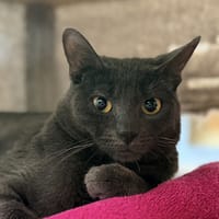 JOSH, chat à adopter