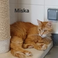Miska, chatte à adopter