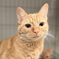 R2D2, chat à adopter