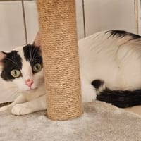 MOJO, chat à adopter